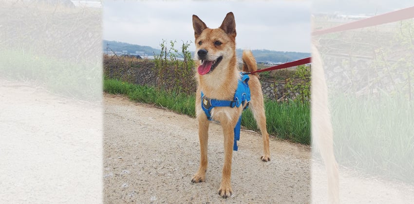 Rickie is a Medium Male Jindo mix Korean rescue dog