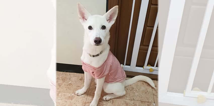 Rickon is a Small Male Jindo mix Korean rescue dog