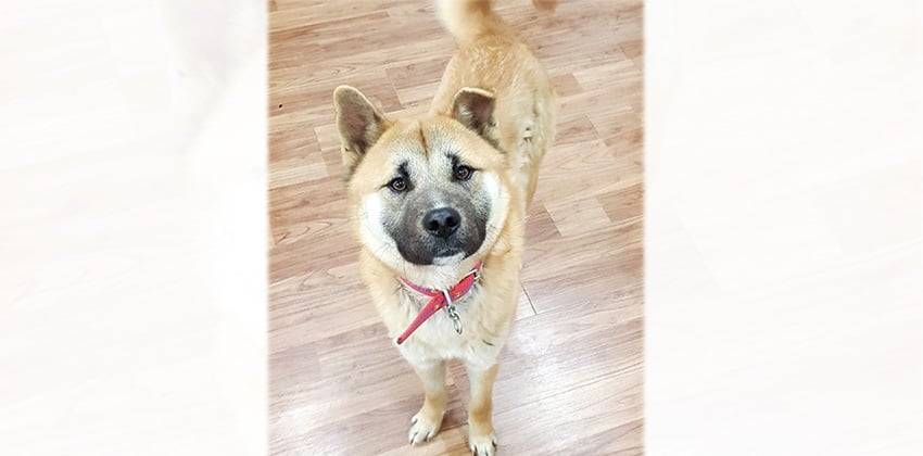 Rocky is a Medium Male Jindo Korean rescue dog