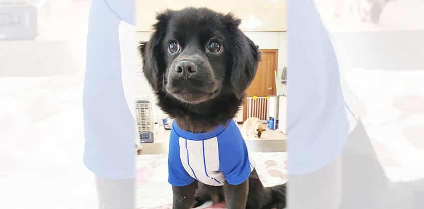 Rolie is a Small Male Cocker spaniel mix Korean rescue dog