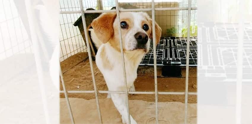 Romeo is a Medium Male Beagle mix Korean rescue dog