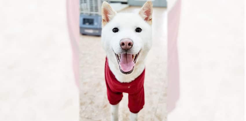 Rooki is a Medium Male Jindo mix Korean rescue dog