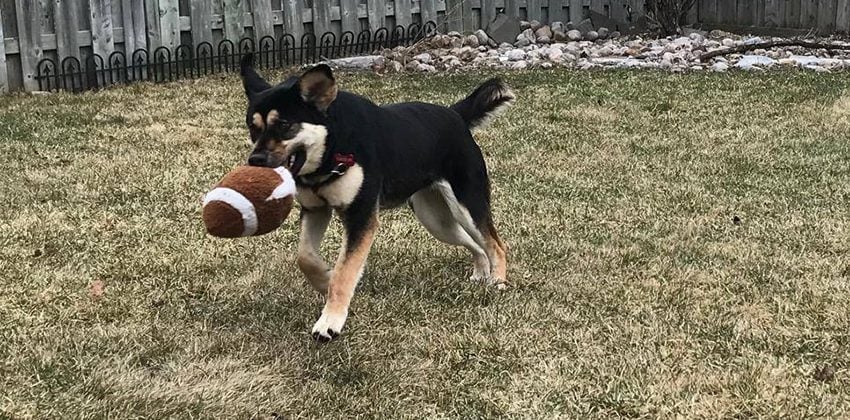 Rosa is a Large Female Jindo mix Korean rescue dog