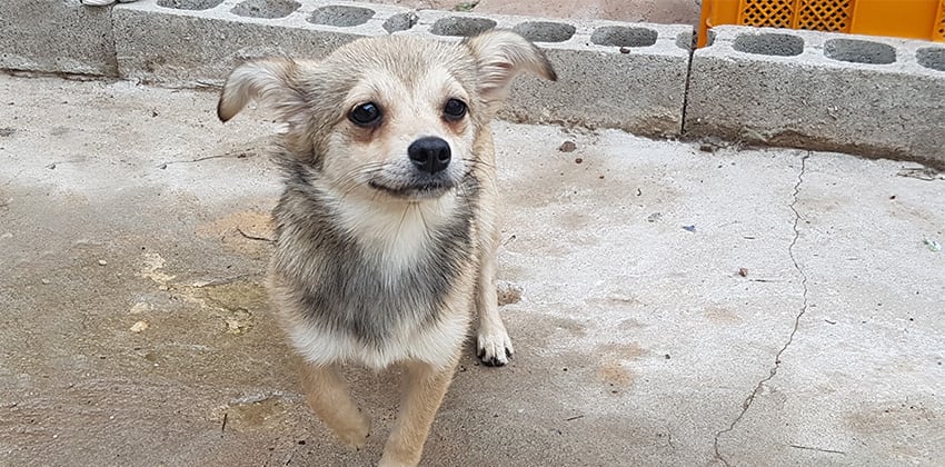 Rose is a Medium Female Mixed Korean rescue dog