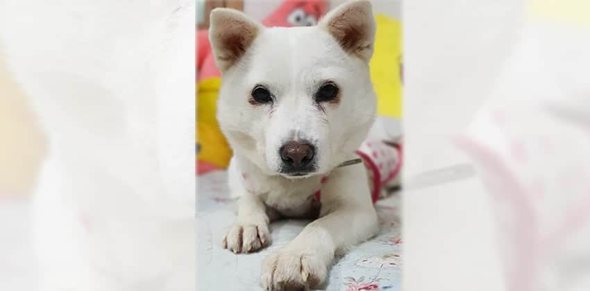 Rose 3 is a Small Female Jindo mix Korean rescue dog