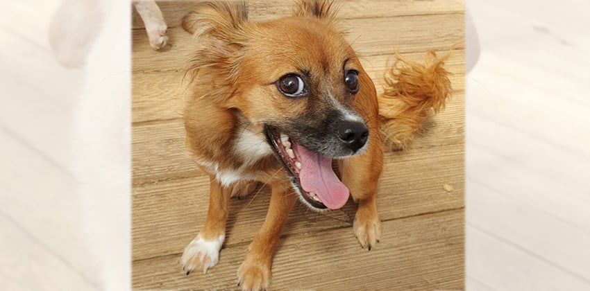 Ruby is a Small Female Pomeranian mix Korean rescue dog