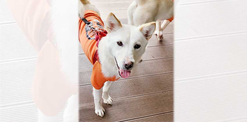 Rudy is a Medium Female Jindo mix Korean rescue dog