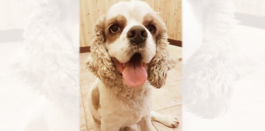 Ruru (cat-friendly) is a Small Male Cocker spaniel Korean rescue dog