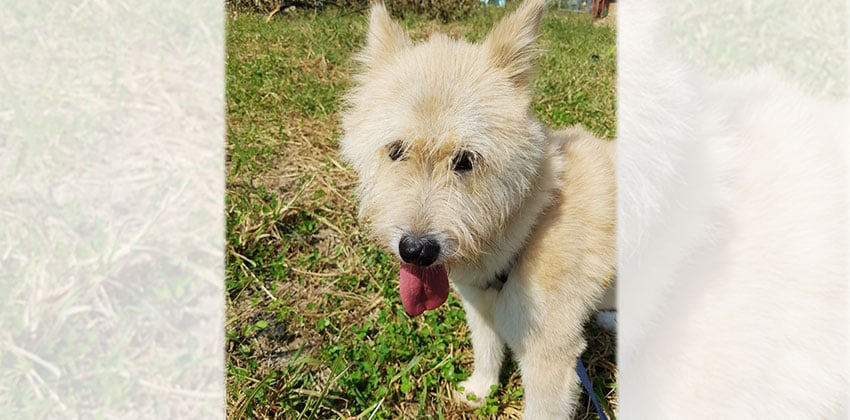 Seung-po is a Medium Male Terrier mix Korean rescue dog
