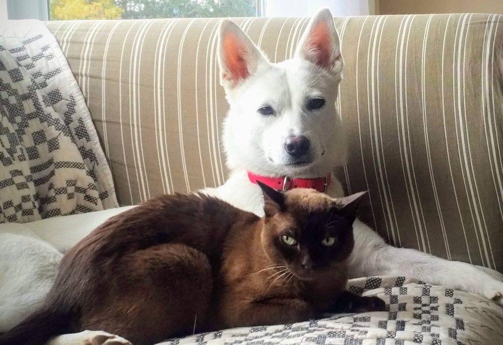 Sachi with her cat sister in Toronto 