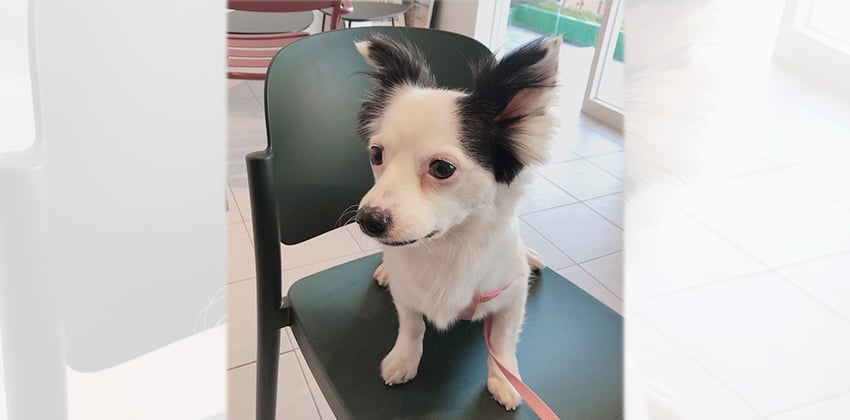 Saebom is a Small Female Papillon mix Korean rescue dog