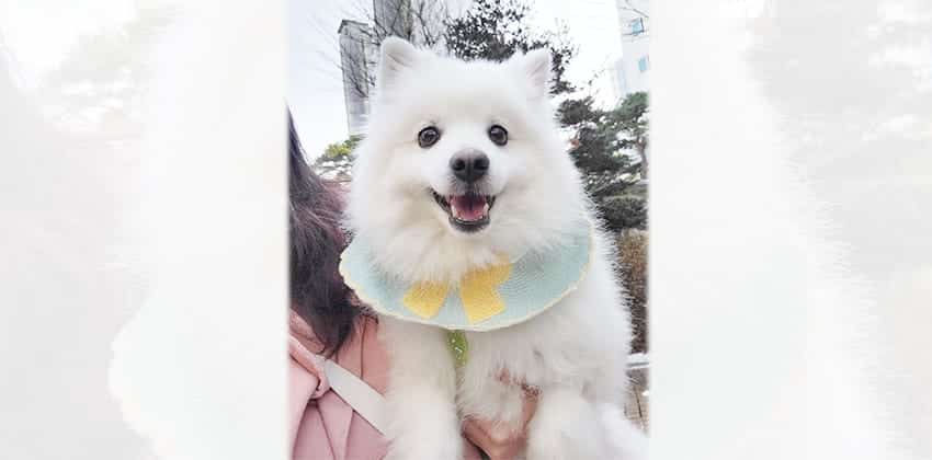 Saejoon is a Medium Male Spitz Korean rescue dog