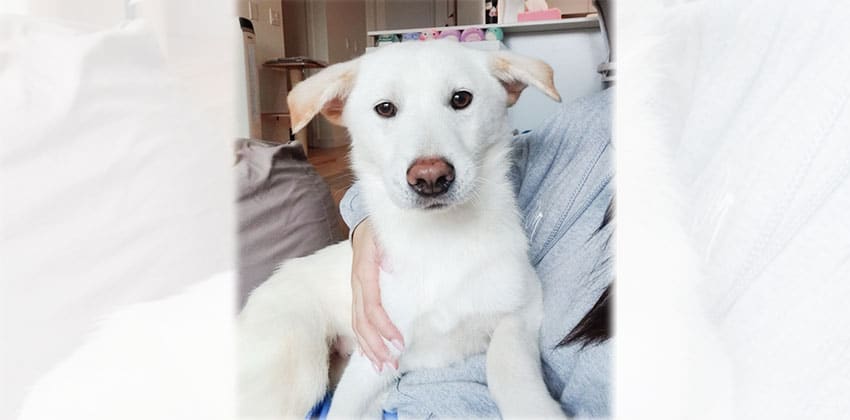 Saho is a Small Male Jindo mix Korean rescue dog