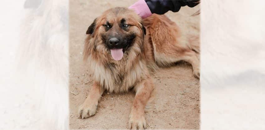Sala is a Large Male Golden Retriever Mix Korean rescue dog
