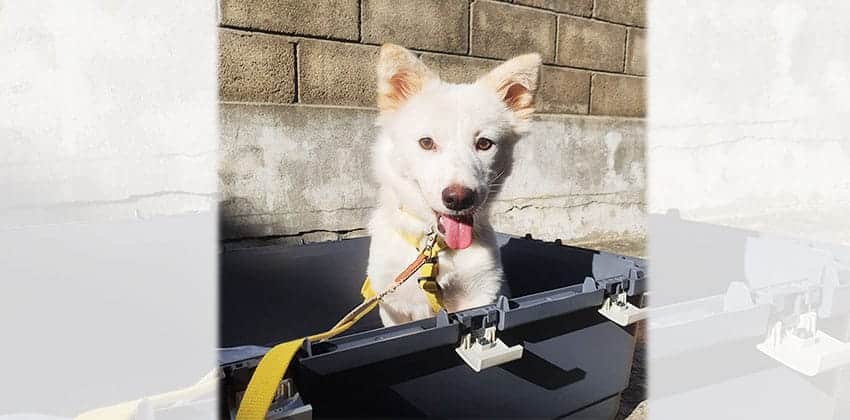 Salgoo 2 is a Medium Female Spitz mix Korean rescue dog