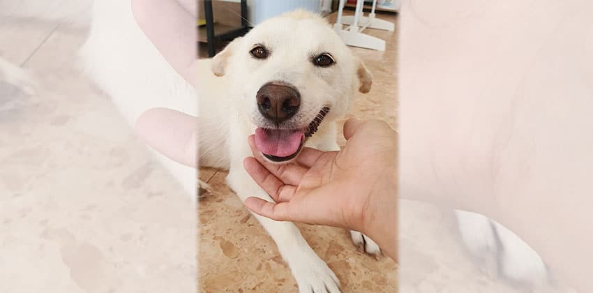 Salgoo is a Medium Female Jindo mix Korean rescue dog