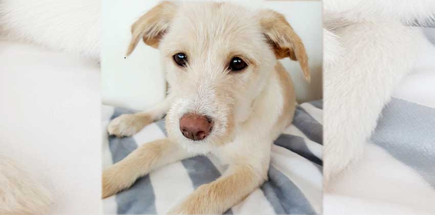 Sal-goo is a Medium Female Mixed Korean rescue dog