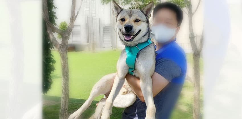 Sam 2 is a Medium Male Jindo mix Korean rescue dog