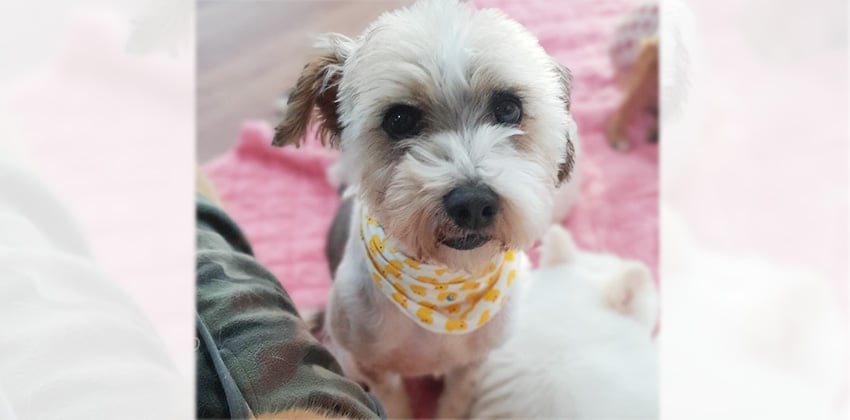 Sam is a Small Male Terrier mix Korean rescue dog