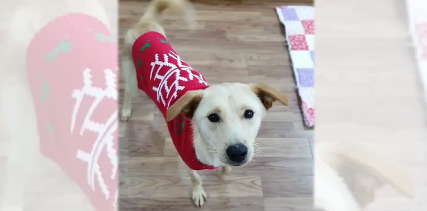 Samlou is a Medium Male Jindo mix Korean rescue dog