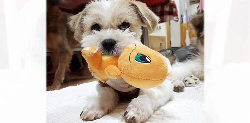 Sammy is a Small Male Shihtzu mix Korean rescue dog