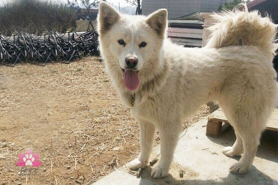 Olla is a Large Female Samoyed Mix Korean rescue dog