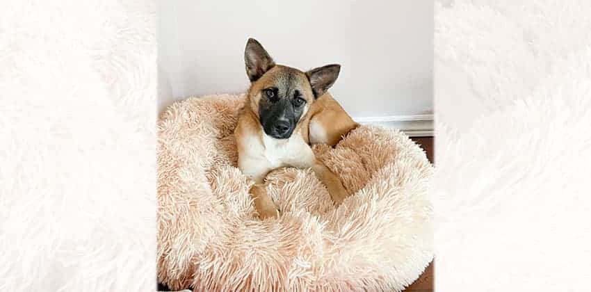 Samsook is a Small Female Jindo mix Korean rescue dog