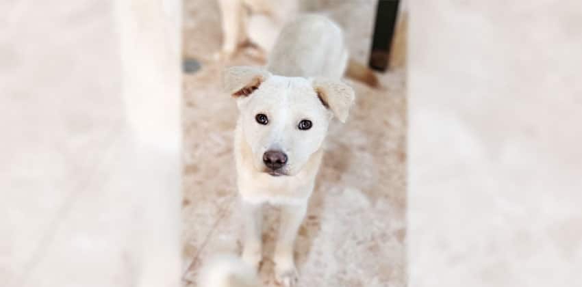 Samsoon is a Small Female Jindo mix Korean rescue dog