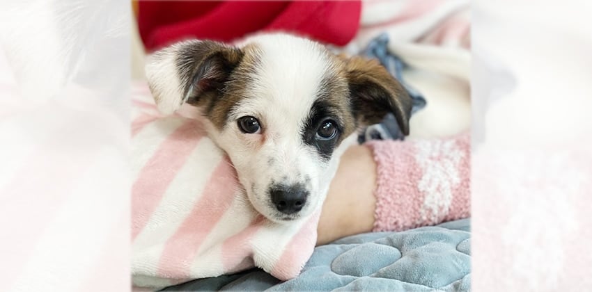 Samwon is a Small Female Terrier mix Korean rescue dog