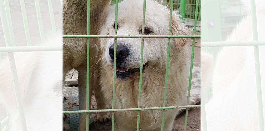 Samyoung is a Medium Male Shar pei mix Korean rescue dog