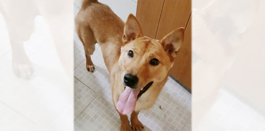 Sand is a Medium Female Basenji mix Korean rescue dog