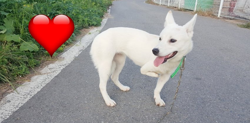 Sangchoo is a Medium Female Jindo mix Korean rescue dog