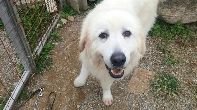 Rocco is a Large Male Great Pyrenees Korean rescue dog