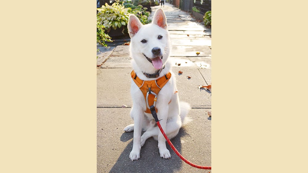 Santo is a Medium Male Jindo mix Korean rescue dog