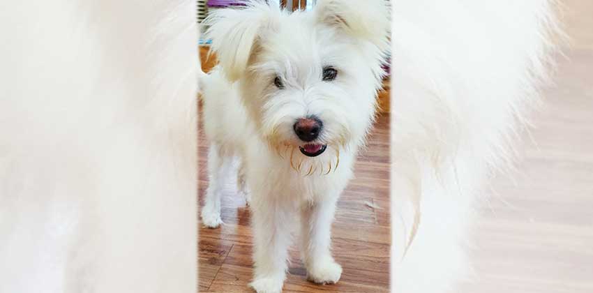 Sanyi 2 is a Medium Male Terrier mix Korean rescue dog