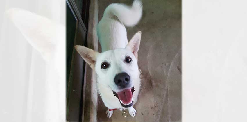 Sara 2 is a Medium Female Jindo mix Korean rescue dog