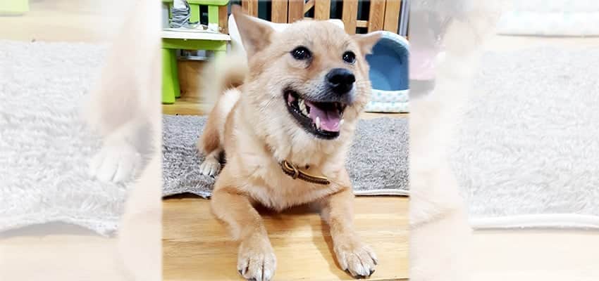 Sarah is a Medium Female Jindo Korean rescue dog