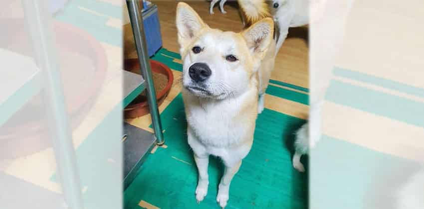 Sarah 2 is a Medium Female Shiba Inu mix Korean rescue dog
