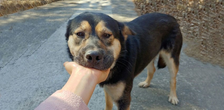 Sarang is a Medium Female Jindo mix Korean rescue dog