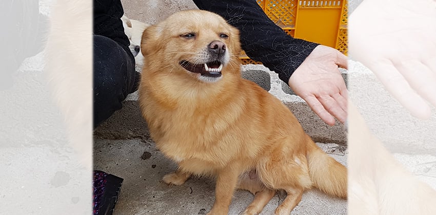Sarangyi 2 is a Small Female Spitz mix Korean rescue dog