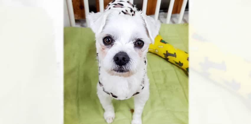 Sarangyi is a Small Male Maltese Korean rescue dog