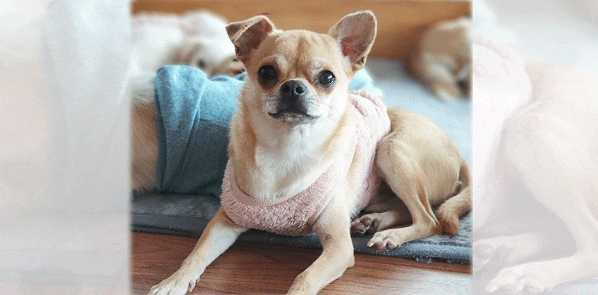 Sasha is a Small Male Chihuahua mix Korean rescue dog