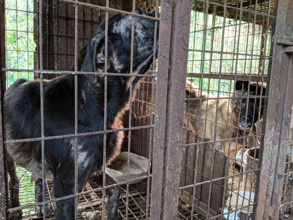 Scarlet at Dangjin dog meat farm 2