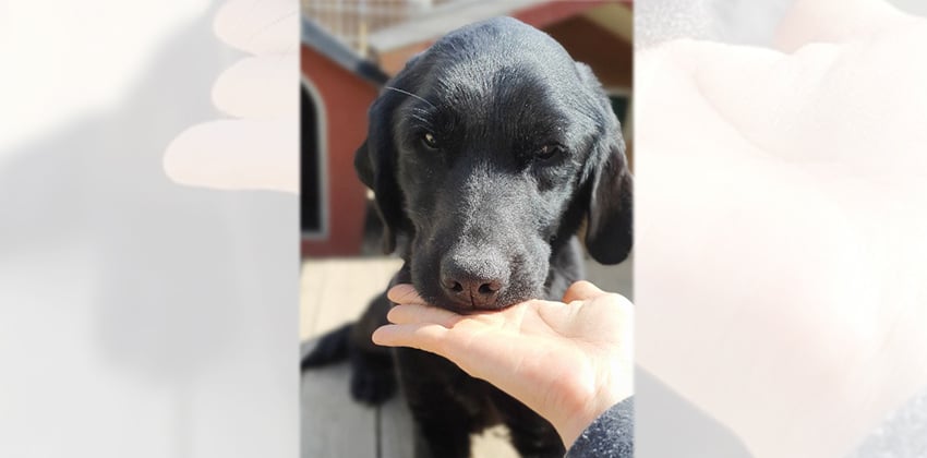 Scarlet is a Medium Female Labrador Retriever Korean rescue dog