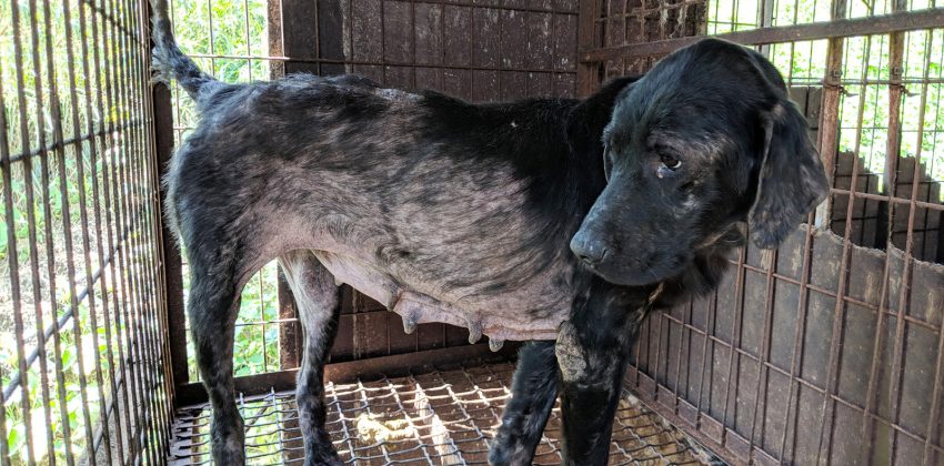Help Dangjin Dog Meat Farm Survivors