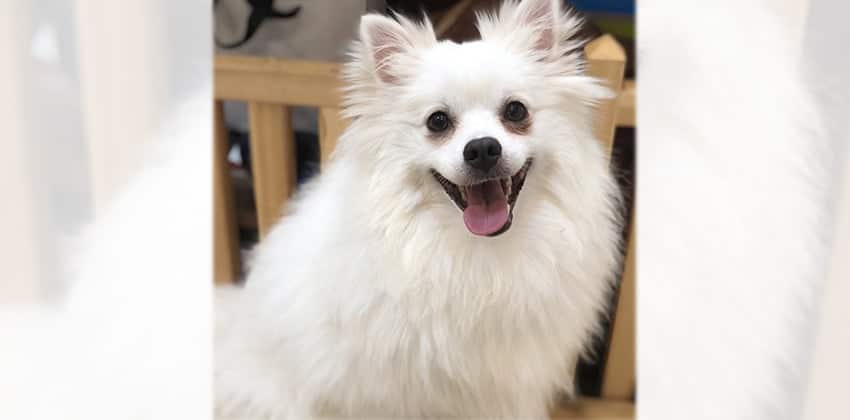 Schultz is a Small Male Spitz Korean rescue dog