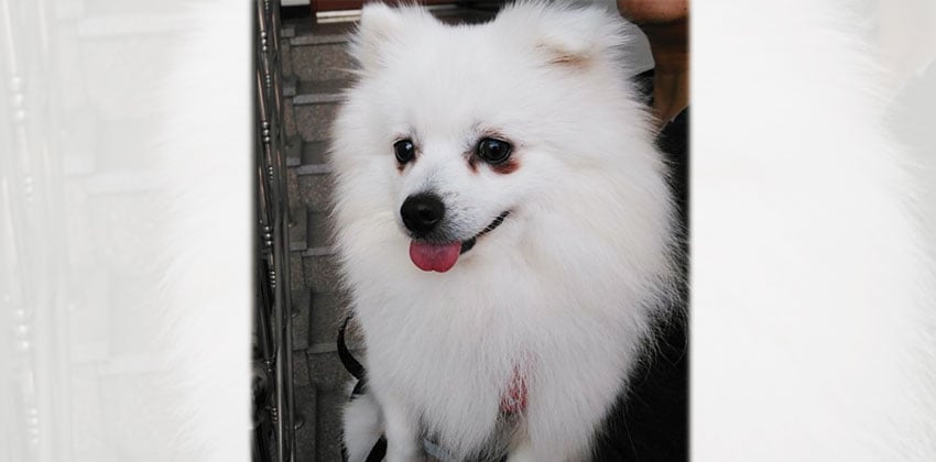 Scout is a Small Male Pomspitz mix Korean rescue dog