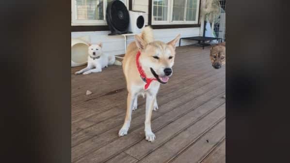 Lettie is a Medium Female Shiba Inu mix Korean rescue dog