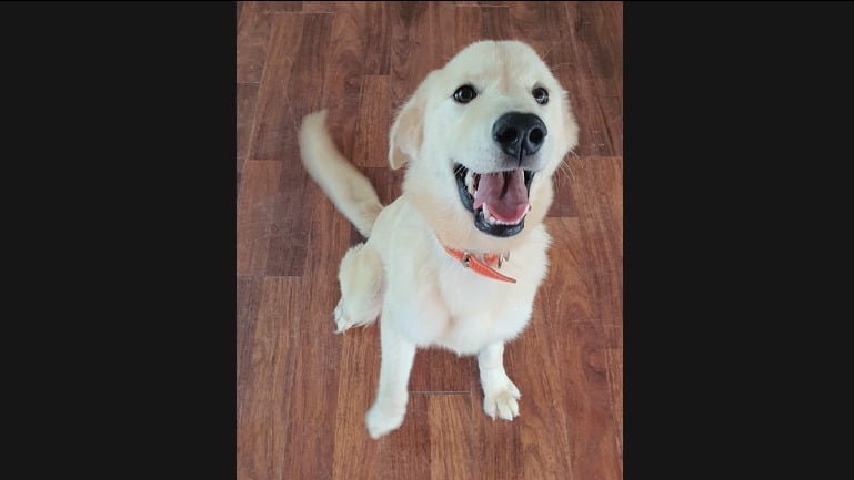 Nelly is a Medium Male Golden retriever mix Korean rescue dog