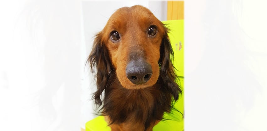 Sebastian is a Small Male Dachshund Korean rescue dog